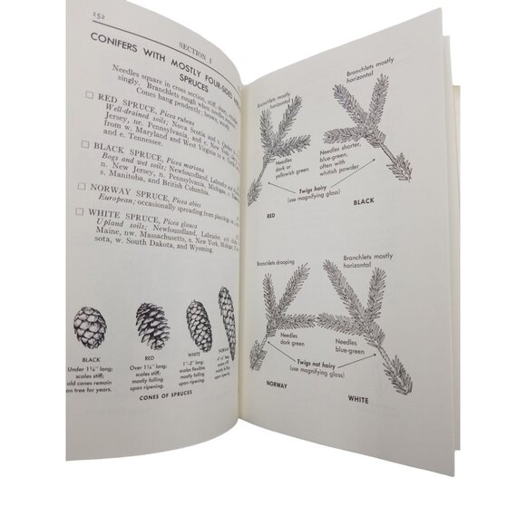 A Field Guide To Trees and Shrubs by George A. Petrides Copyright 1958 - Vintage - Picture 5 of 15